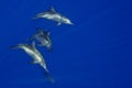 Dolphins Close to you while swimming in the deep blue sea scuba diving