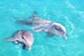 Dolphins couple swimming in blue turquoise water Royalty Free Stock Photo