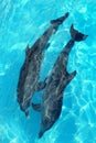 Dolphins couple in turquoise caribbean water Royalty Free Stock Photo