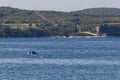 Dolphins in Croatia Royalty Free Stock Photo