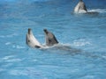 Dolphins dance Royalty Free Stock Photo