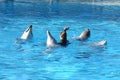 Dolphins dancing Royalty Free Stock Photo