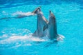 Dolphins dancing, dolphin show