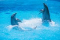 Dolphins dancing, dolphin show