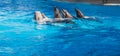 Dolphins dancing Lambada Royalty Free Stock Photo