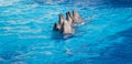 Dolphins dancing Lambada Royalty Free Stock Photo