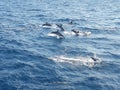 Dolphins in deep blue sea