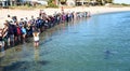 Dolphins encounter experience. Monkey Mia. Shark Bay. Western Australia