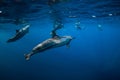 Dolphins family swimming in Indian ocean at Mauritius Royalty Free Stock Photo