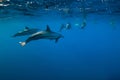 Dolphins family swimming in Indian ocean near Mauritius Royalty Free Stock Photo