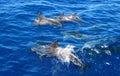 Dolphins family swimming in the ocean Royalty Free Stock Photo
