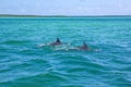 Dolphins feeding frenzy