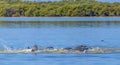 Dolphins feeding frenzy