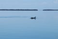 Dolphins feeding frenzy