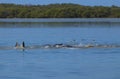 Dolphins feeding frenzy