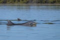 Dolphins feeding frenzy