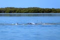 Dolphins feeding frenzy