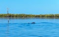 Dolphins feeding frenzy