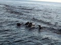 Dolphins Flying Through the Air