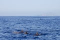 Dolphins - Galapagos - Ecuador