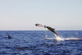 Dolphins - Galapagos - Ecuador