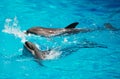 Dolphins having fun. Royalty Free Stock Photo