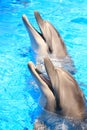 Dolphins Heads : Smiles - Stock Picture Royalty Free Stock Photo