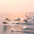 Dolphins flying above the sea