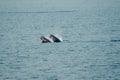 Dolphins jump out of the sea