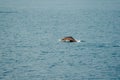 Dolphins jump out of the sea