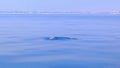 Dolphins jump in the sea, Spain, mediterranean sea, Common bottlenose dolphins play in the sea, 2021