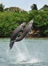 Dolphins jumping