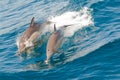 Dolphins jumping Royalty Free Stock Photo