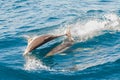 Dolphins jumping Royalty Free Stock Photo