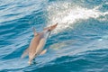 Dolphins jumping Royalty Free Stock Photo