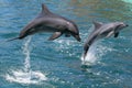 Dolphins jumping