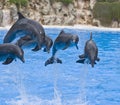 Dolphins jumping Royalty Free Stock Photo