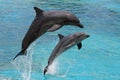 Dolphins Jumping Royalty Free Stock Photo