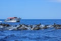 Dolphins jumping in Baja California Royalty Free Stock Photo