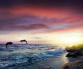 Dolphins Jumping . Beautiful dolphin jumping from shining water Royalty Free Stock Photo