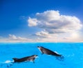 Dolphins Jumping . Beautiful dolphin jumping from shining water Royalty Free Stock Photo