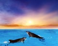 Dolphins Jumping . Beautiful dolphin jumping from shining water