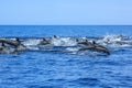 Dolphins jumping Mexico