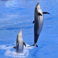 Dolphins jumping out of water Royalty Free Stock Photo