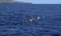 Dolphins jumping out of water Royalty Free Stock Photo