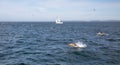 Dolphins jumping out of the water in front of a sailboat in the Santa Barbara channel off the coast of Ventura California United Royalty Free Stock Photo