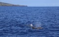 Dolphins jumping out of water Royalty Free Stock Photo