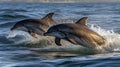 Dolphins jumping out of water in the ocean Royalty Free Stock Photo