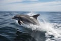 Dolphins jumping out of the water in the sea, close-up Royalty Free Stock Photo