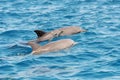 Dolphins jumping over sea waves Royalty Free Stock Photo